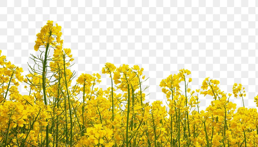 Rapeseed flower png border sticker, nature on transparent background