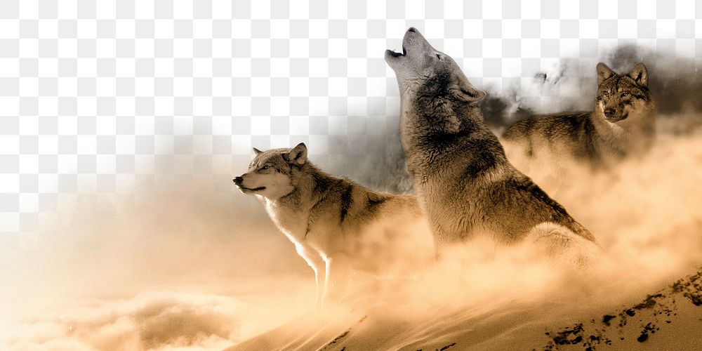 Howling wolf png border sticker, animal, transparent background