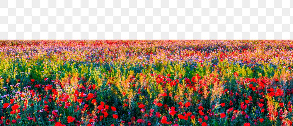 Colorful flower field png border, transparent background