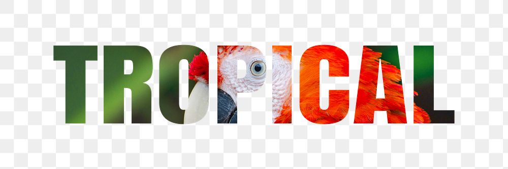 Tropical png typography, wild jungle bird, transparent background