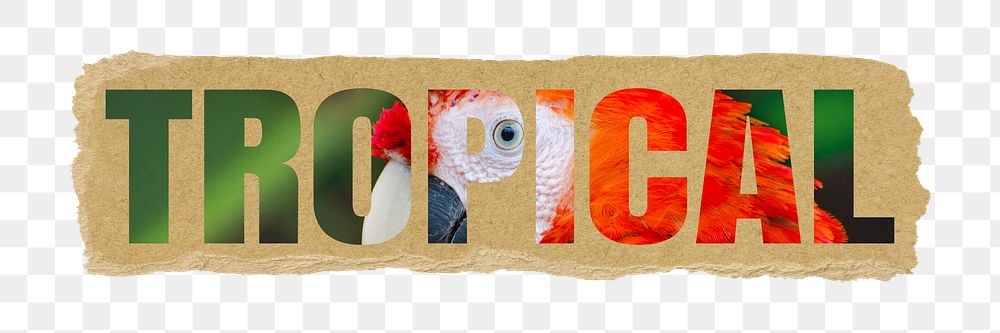 Tropical png typography, wild jungle bird, ripped paper in transparent background