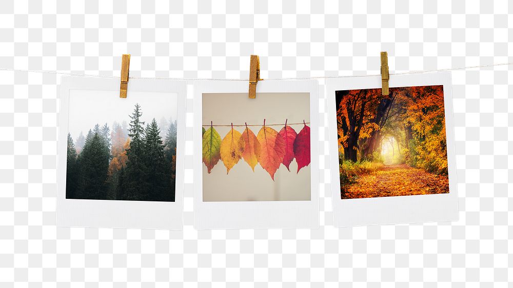 Nature aesthetic png sticker, instant photos mood board on transparent background