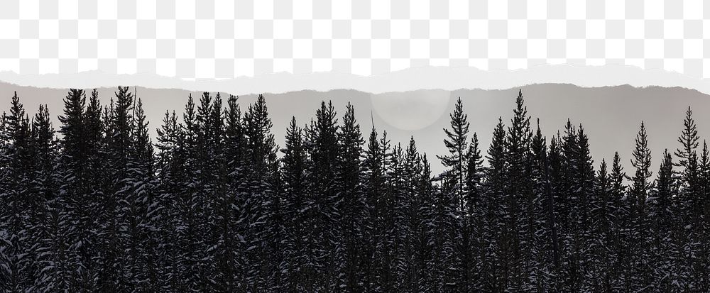 Forest png ripped paper border, transparent background