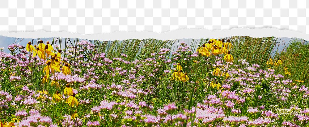 Flower field png ripped paper border, transparent background