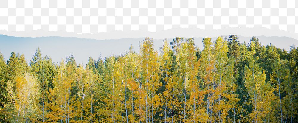 Forest png, ripped paper border, transparent background
