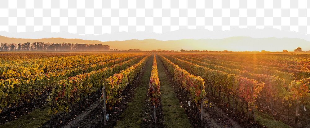 Grape field png ripped paper border, transparent background