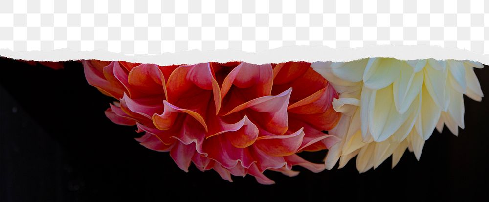 Dahlias flower png, ripped paper border, transparent background