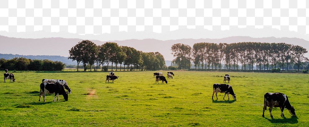 Cow ranch png ripped paper border, transparent background