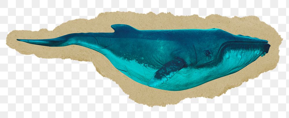 Whale  png sticker, ripped paper, transparent background