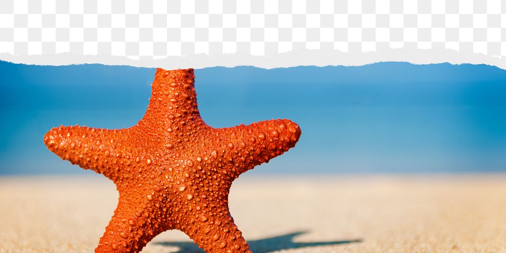 Starfish png ripped paper border, transparent background