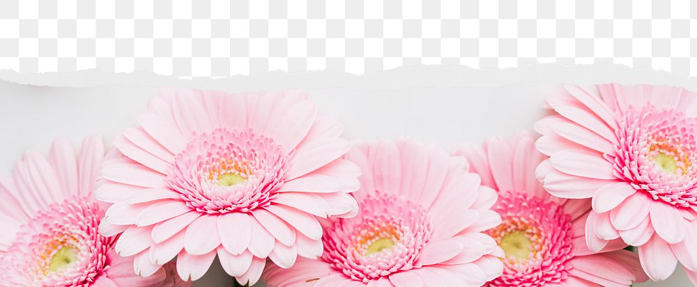 Pink daisy png ripped paper border, transparent background