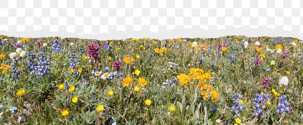 Wildflower png ripped paper border, transparent background