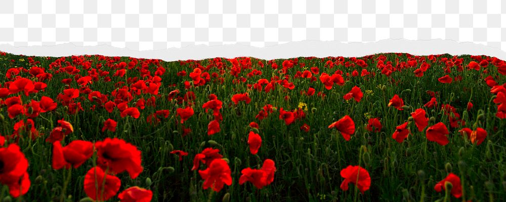 Red poppies png ripped paper border, transparent background