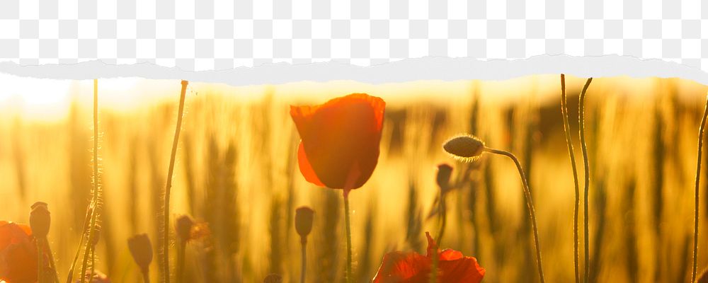 Red poppies png ripped paper border, transparent background