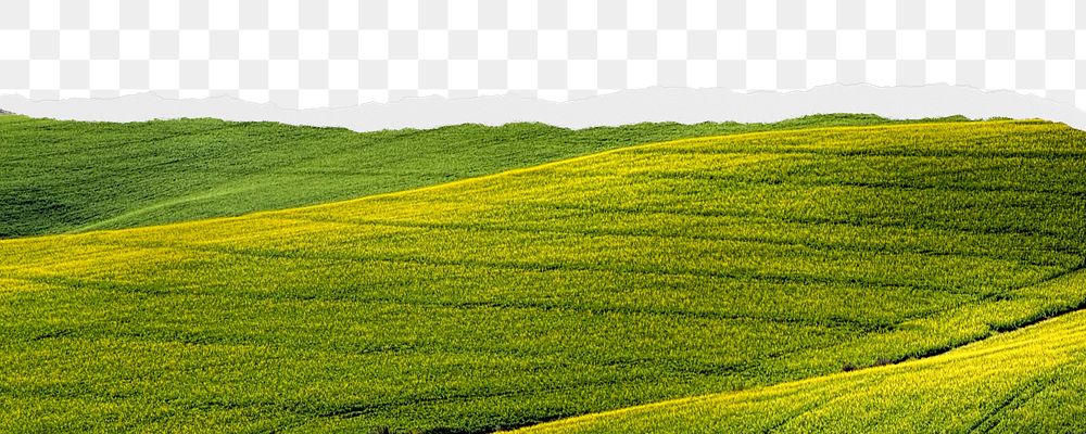 Green field png ripped paper border, transparent background