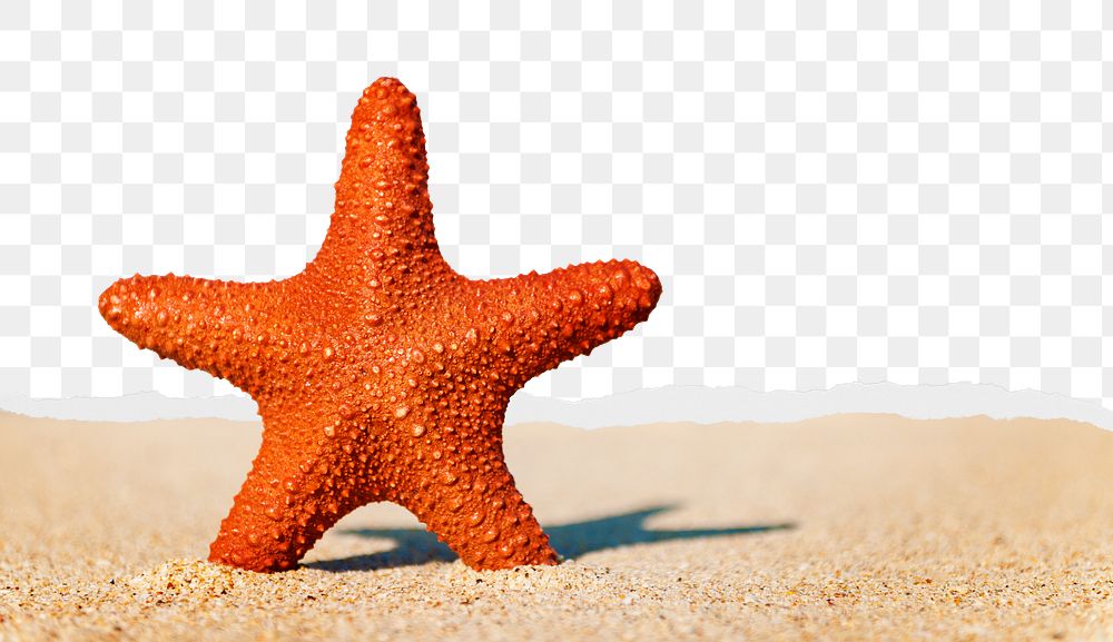 Starfish png ripped paper border, transparent background