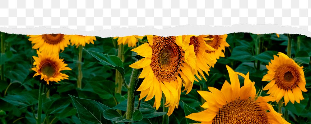 Sunflower field png ripped paper border, transparent background
