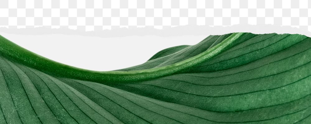 Green leaf png ripped paper border, transparent background