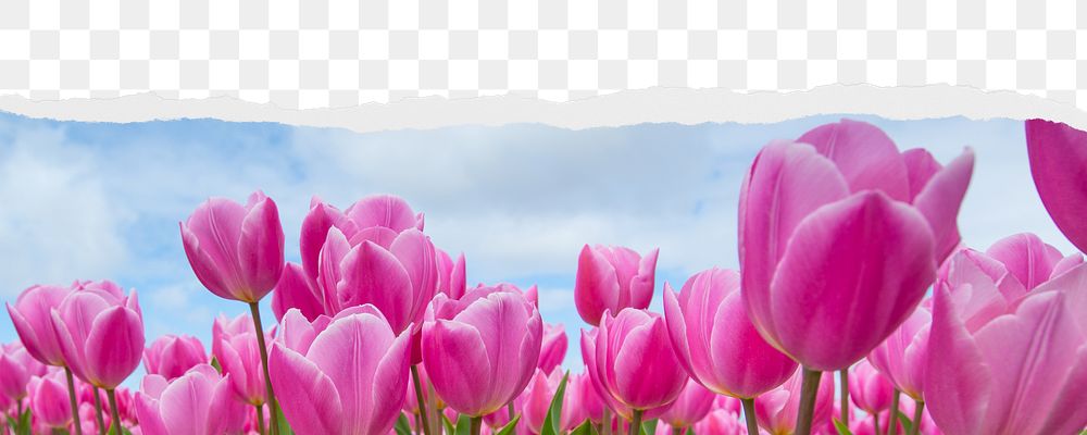 Tulip field png ripped paper border, transparent background
