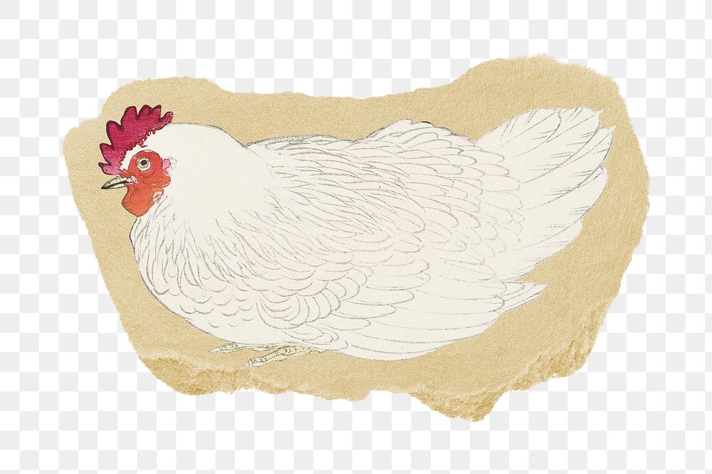 Png chicken sticker, vintage illustration on ripped paper, transparent background