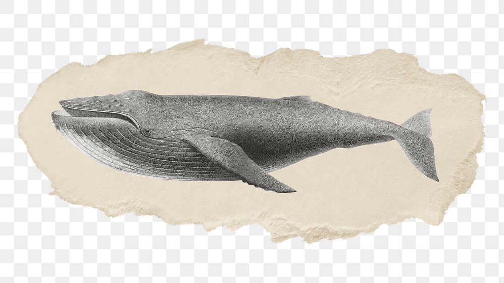 Png humpback whale sticker, marine life vintage illustration on ripped paper, transparent background