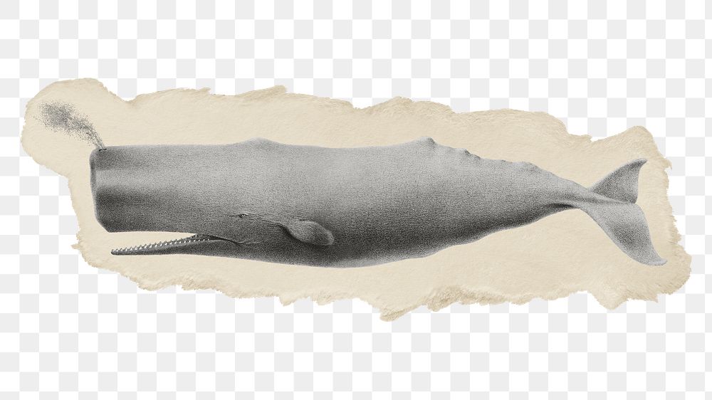 Png sperm whale sticker, marine life vintage illustration on ripped paper, transparent background
