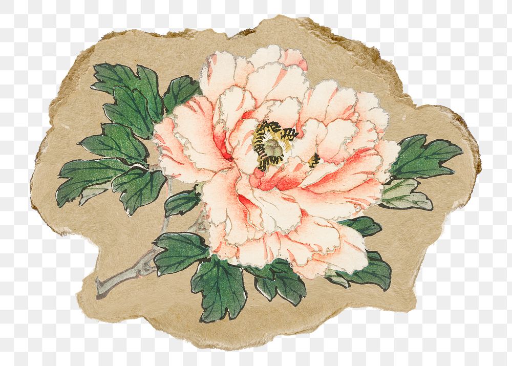 Png pink rose sticker, flower vintage illustration on ripped paper, transparent background
