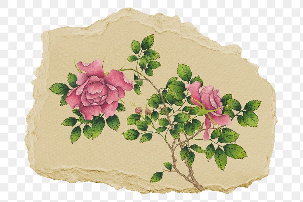 Png pink rose sticker, flower vintage illustration on ripped paper, transparent background