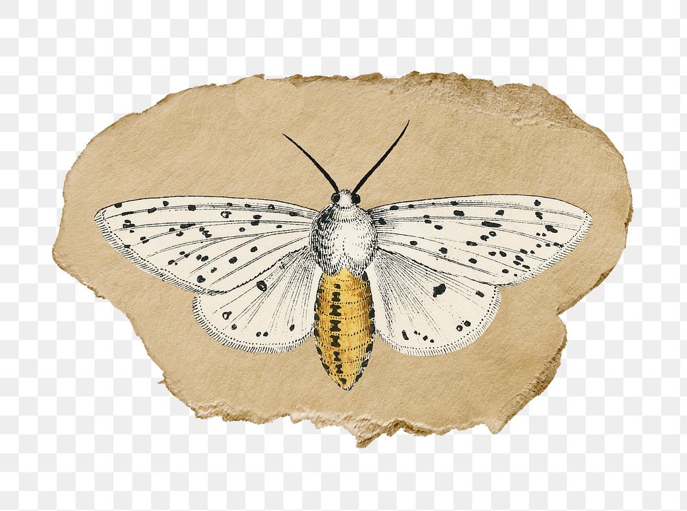 Png moth sticker, vintage insect illustration on ripped paper, transparent background