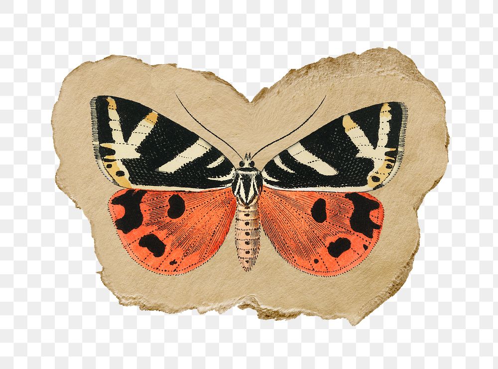 Png butterfly sticker, vintage insect illustration on ripped paper, transparent background