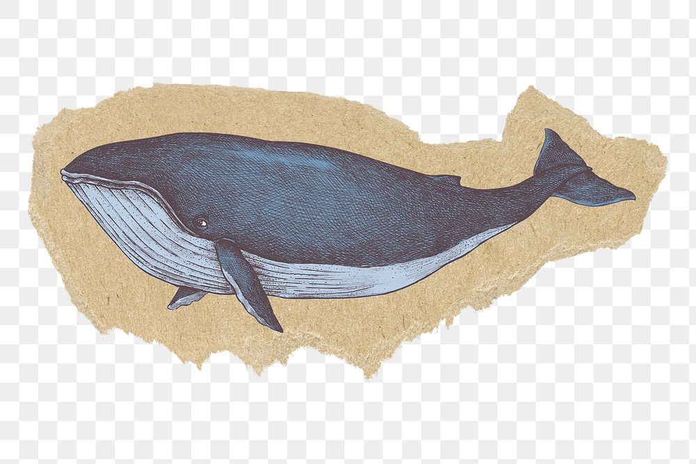 Blue whale png sticker, ripped paper, transparent background