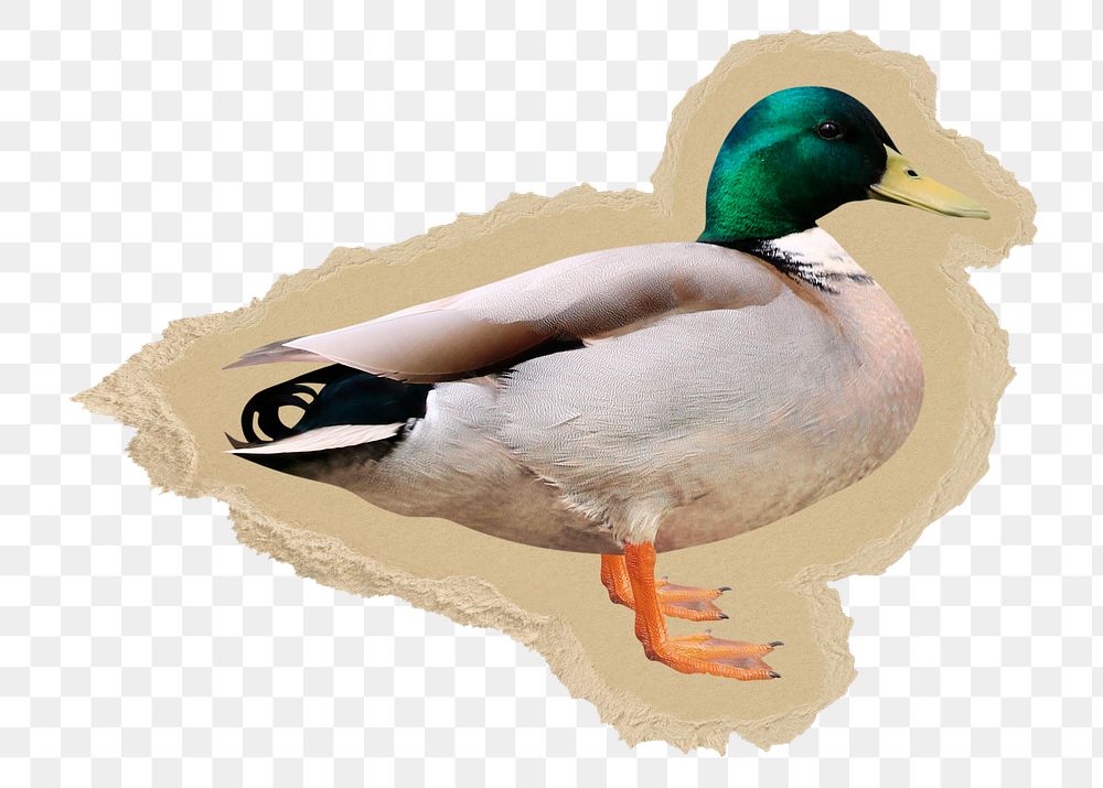 Mallard duck png sticker, ripped paper, transparent background