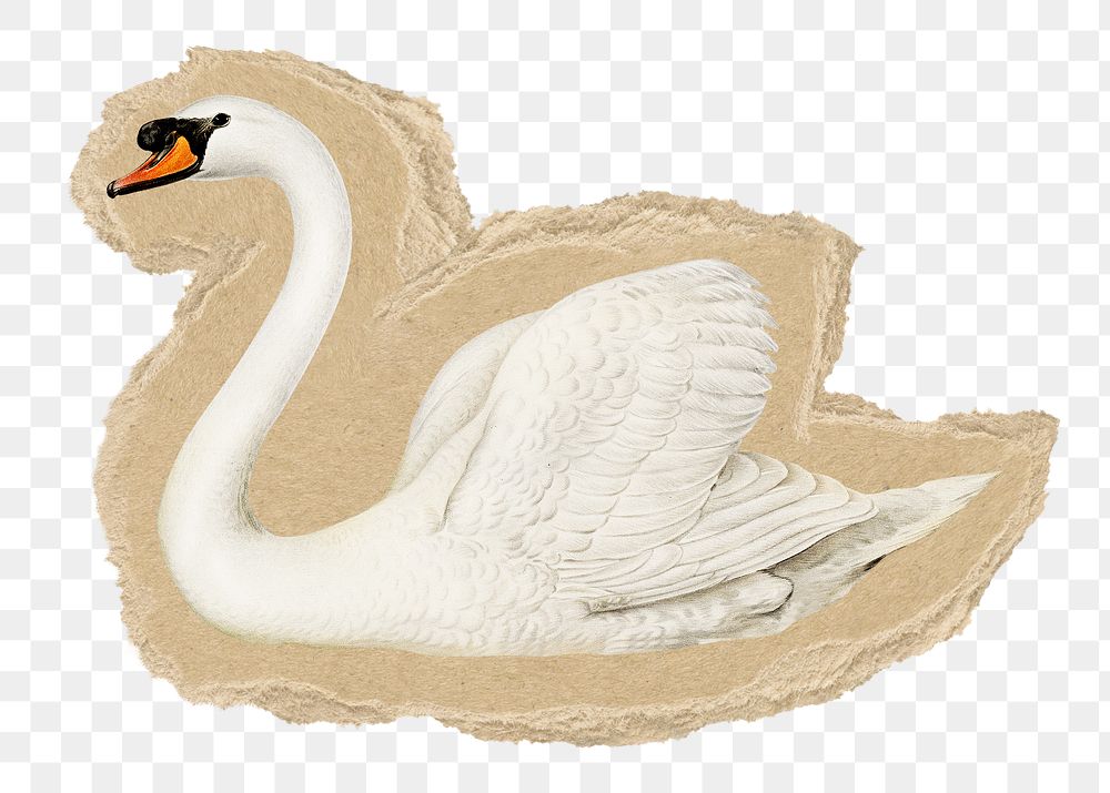 Swan bird png sticker, ripped paper, transparent background