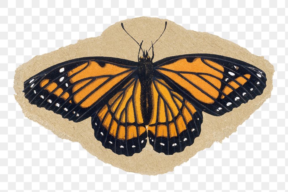 Monarch butterfly png sticker, ripped paper, transparent background