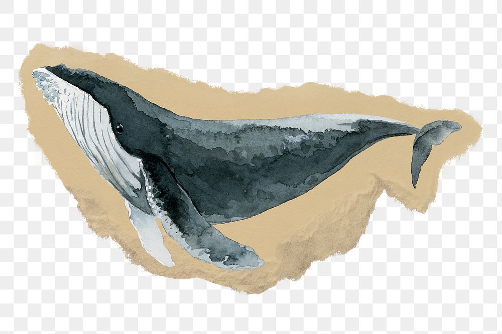 Watercolor whale png sticker, ripped paper, transparent background