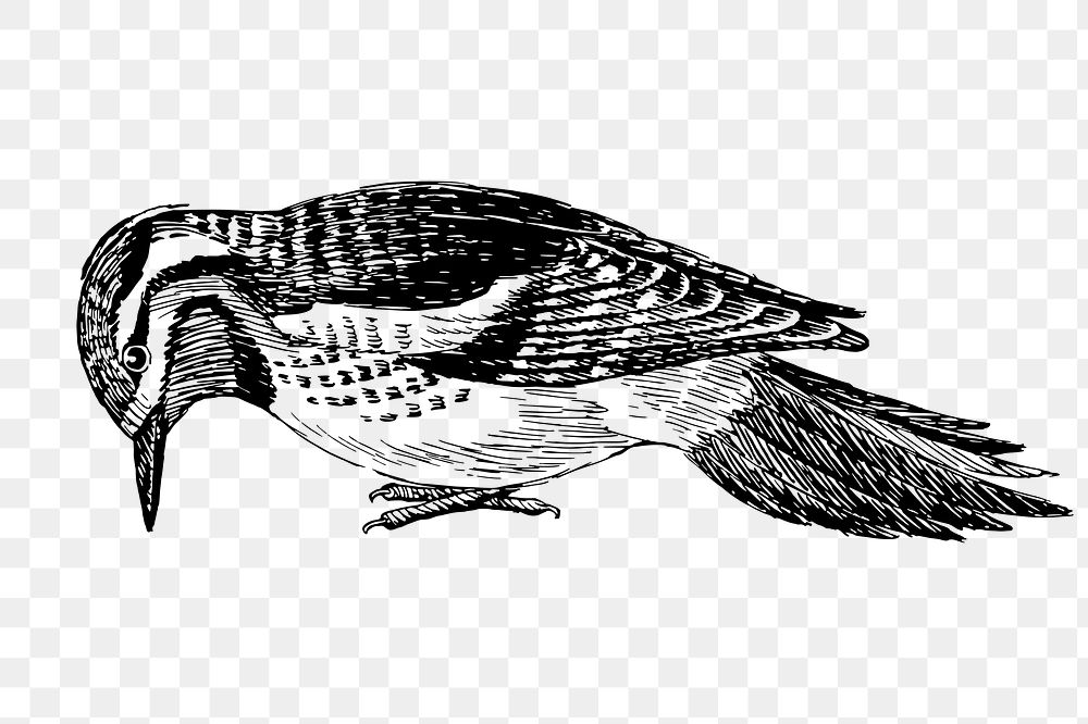 Sapsucker bird png sticker, vintage animal illustration, transparent background. Free public domain CC0 image.