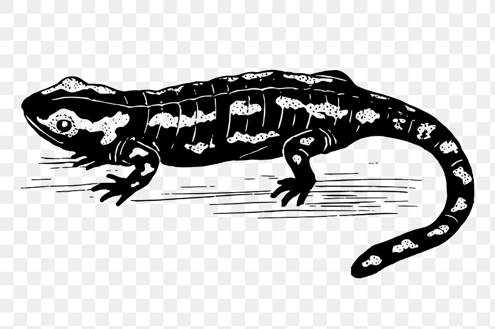 Salamander png sticker, vintage animal illustration, transparent background. Free public domain CC0 image.