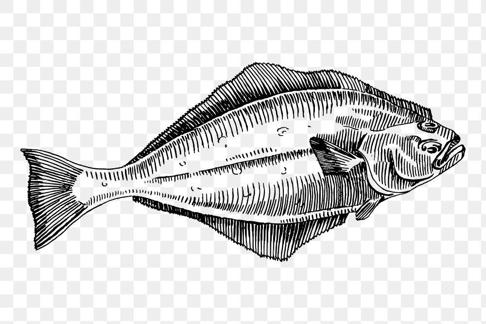 Halibut fish png sticker, vintage sea animal illustration, transparent background. Free public domain CC0 image.