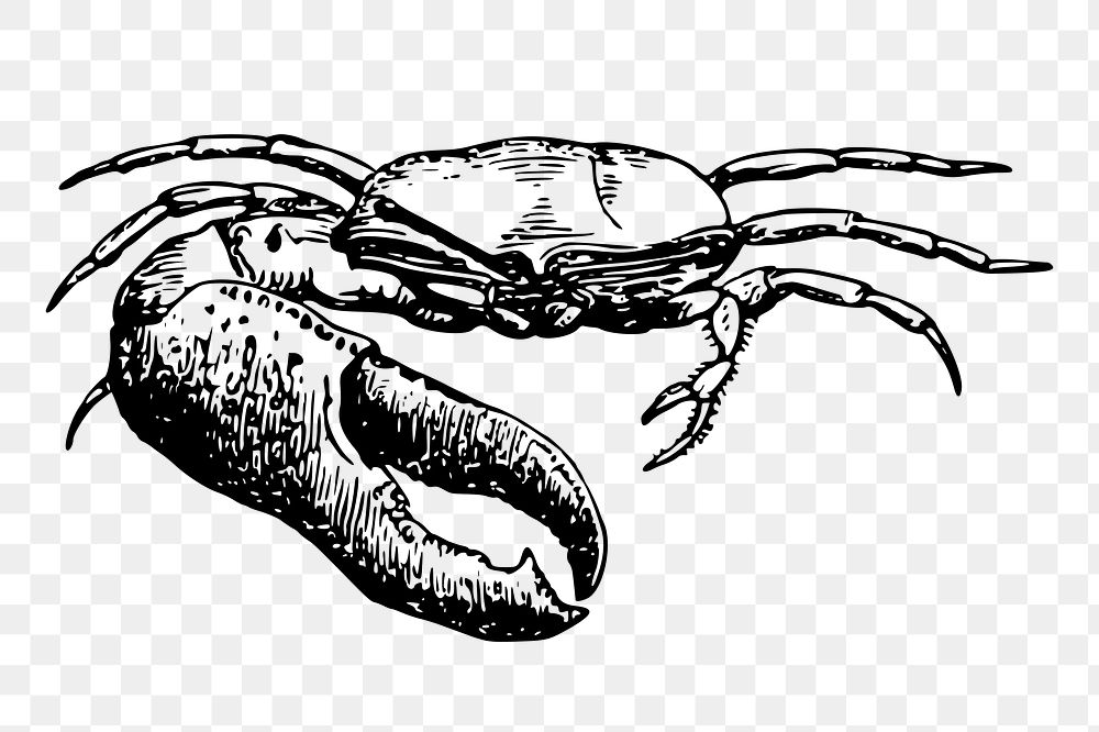 Fiddler crab png sticker, vintage sea animal illustration, transparent background. Free public domain CC0 image.
