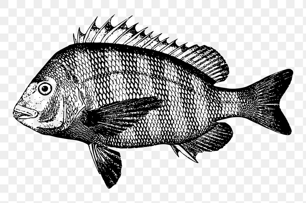 Sheepshead fish png sticker, vintage sea animal illustration, transparent background. Free public domain CC0 image.