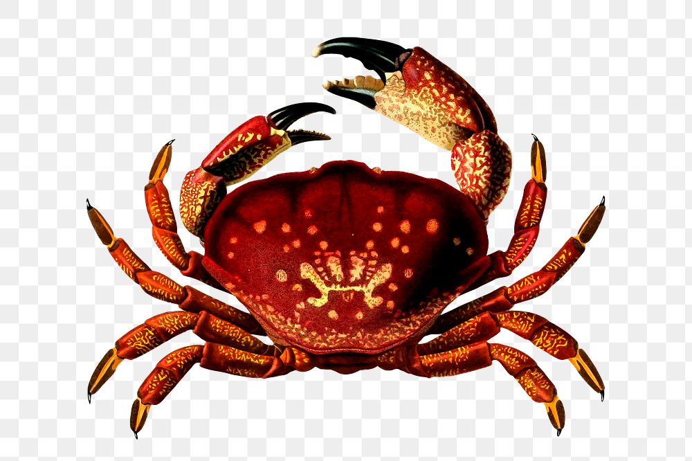 Stone crab png sticker, vintage sea animal illustration, transparent background. Free public domain CC0 image.
