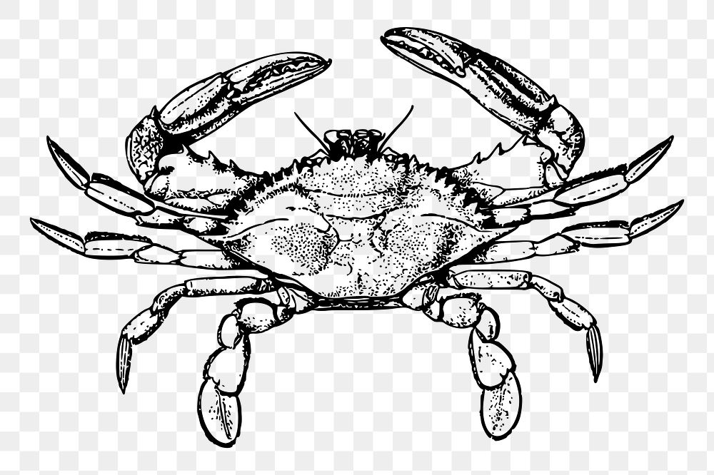 Crab png sticker, vintage sea animal illustration, transparent background. Free public domain CC0 image.