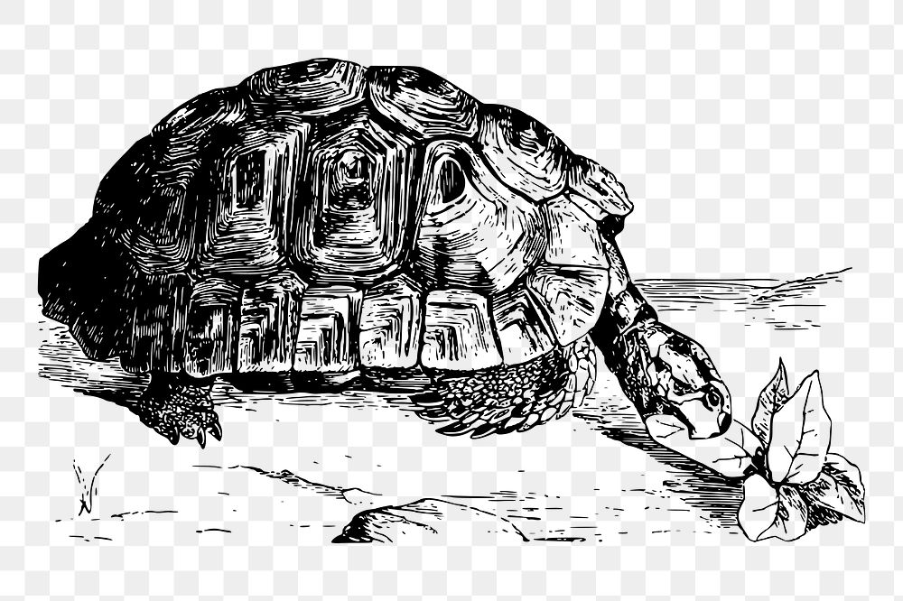 Greek tortoise png sticker, vintage animal illustration, transparent background. Free public domain CC0 image.