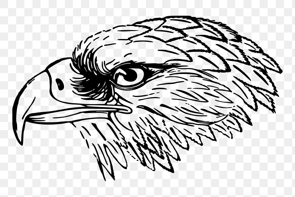 Eagle Sketch Images  Free Photos, PNG Stickers, Wallpapers
