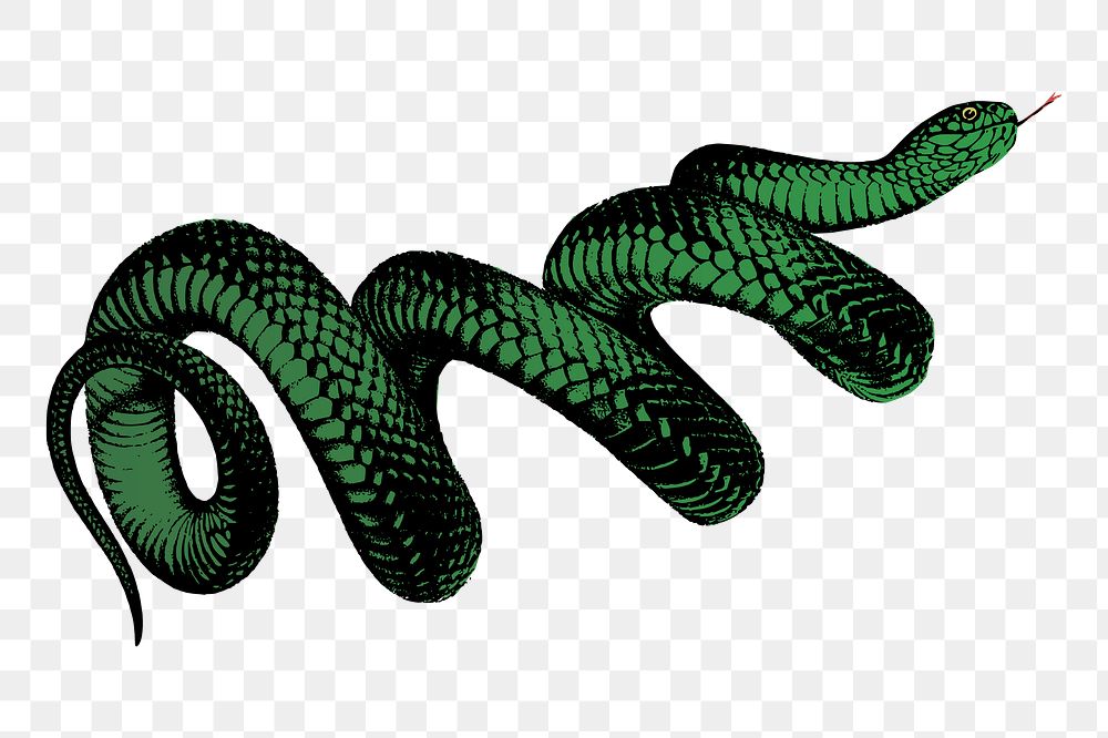 Coiled snake png sticker illustration, transparent background. Free public domain CC0 image.