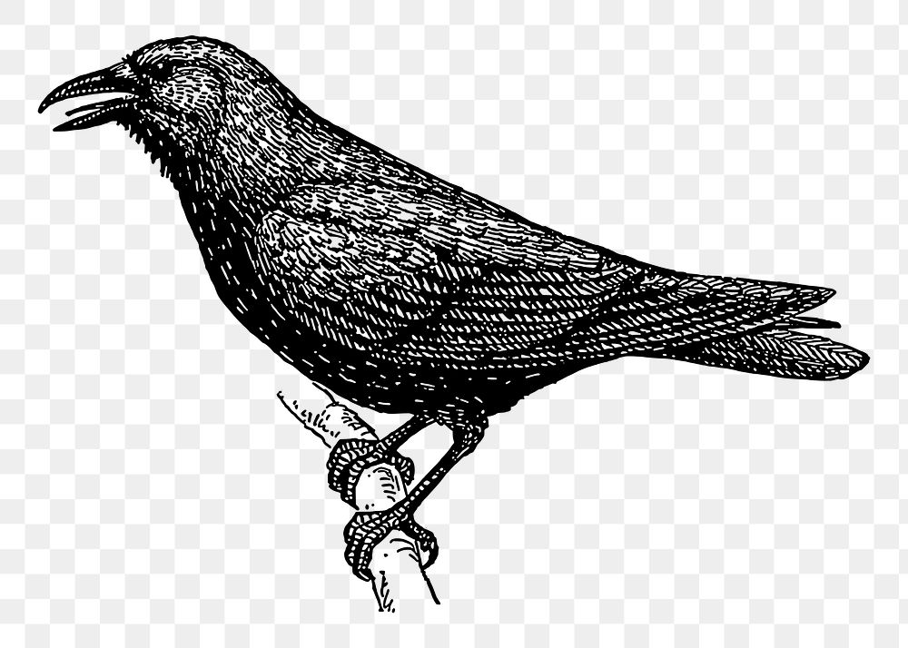 Crow bird png sticker illustration, transparent background. Free public domain CC0 image.