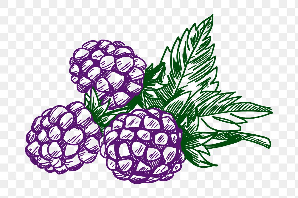 Blackberry png sticker illustration, transparent background. Free public domain CC0 image.