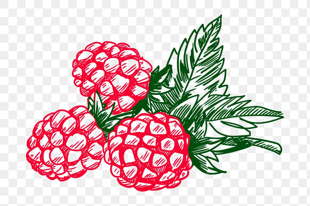 Raspberry  png sticker illustration, transparent background. Free public domain CC0 image.