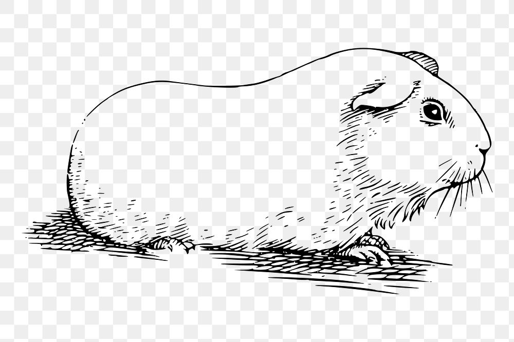 Guinea pig png sticker illustration, transparent background. Free public domain CC0 image.