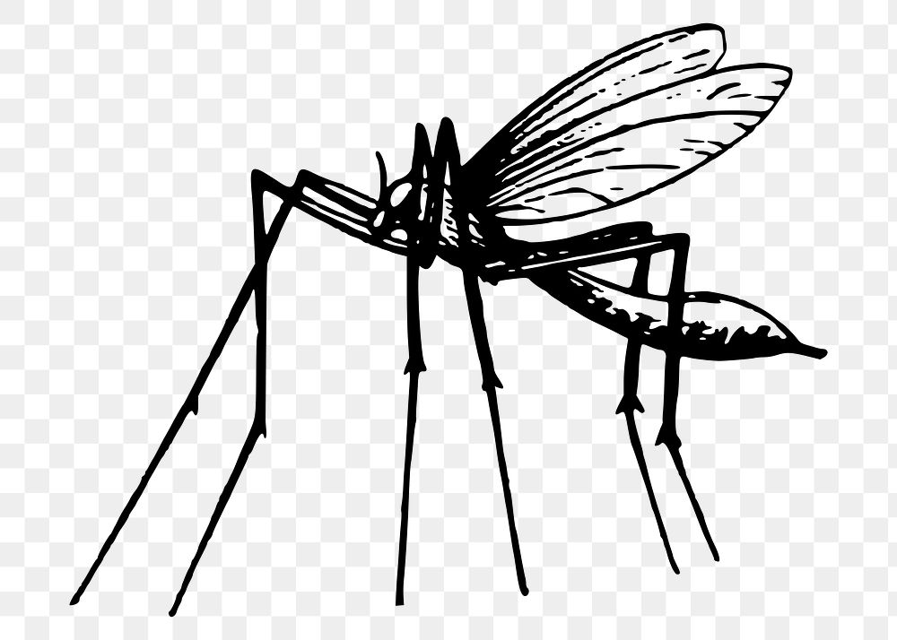 Mosquito png sticker illustration, transparent background. Free public domain CC0 image.